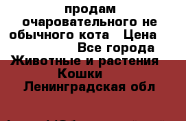 продам очаровательного не обычного кота › Цена ­ 7 000 000 - Все города Животные и растения » Кошки   . Ленинградская обл.